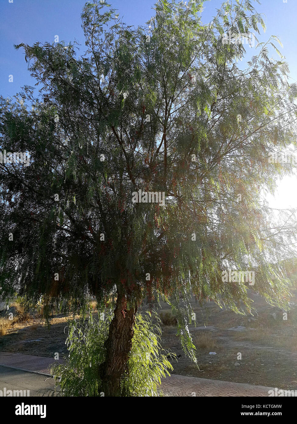 tree of peruvian pepper at sunset Stock Photo - Alamy