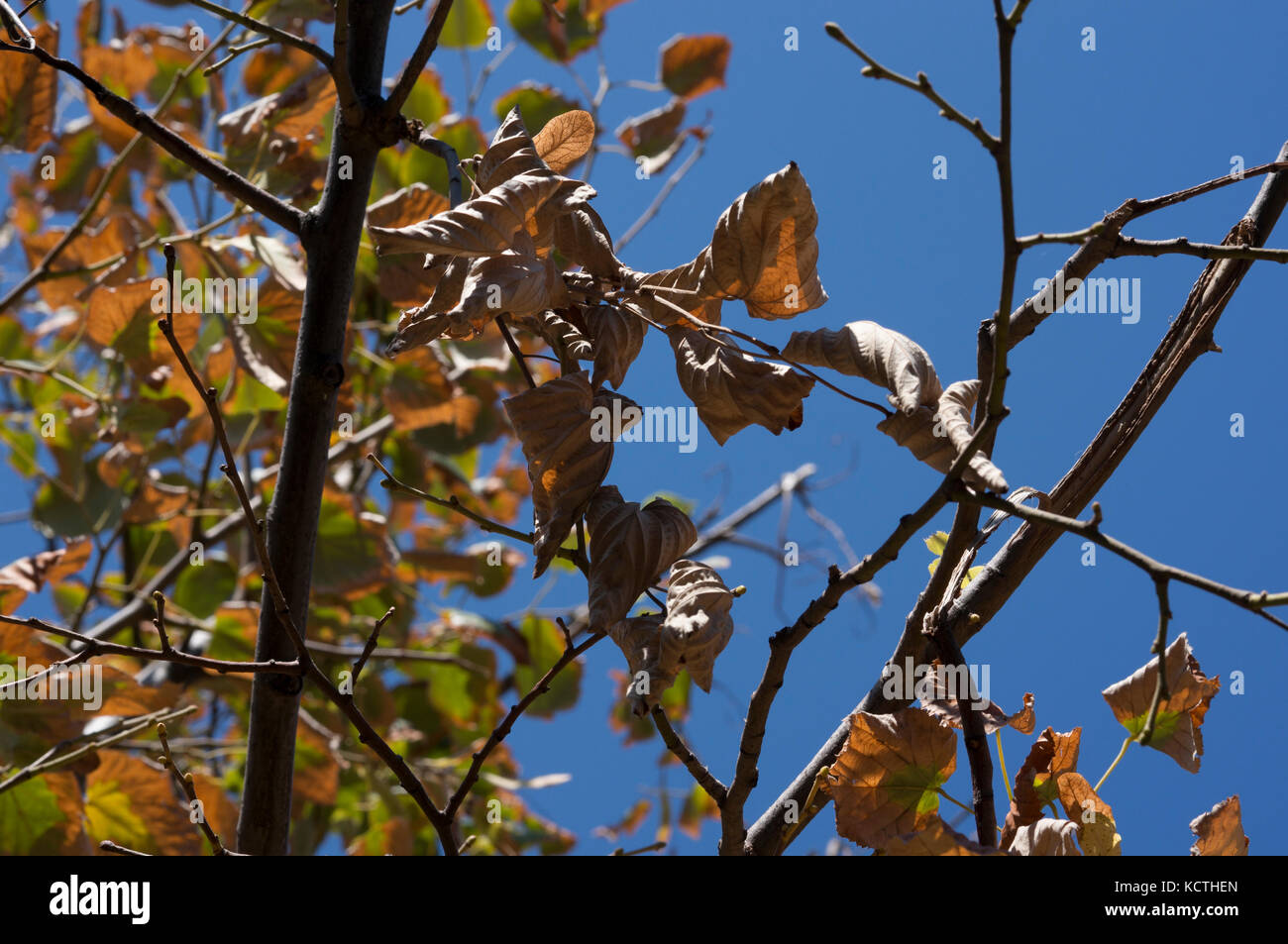 dried leaves on autumn tree Stock Photo Alamy