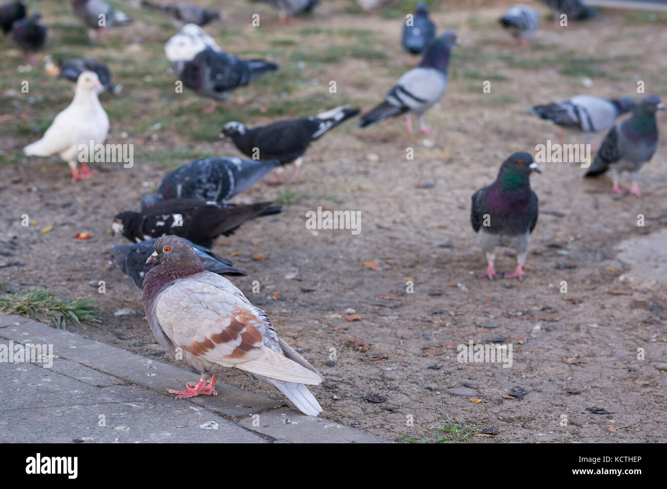 flock of pigeons Stock Photo Alamy