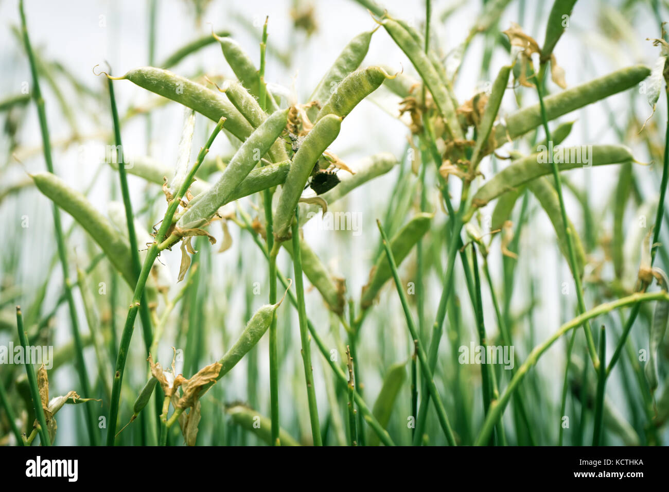 Bugs feeding on green snap bean plants Stock Photo Alamy