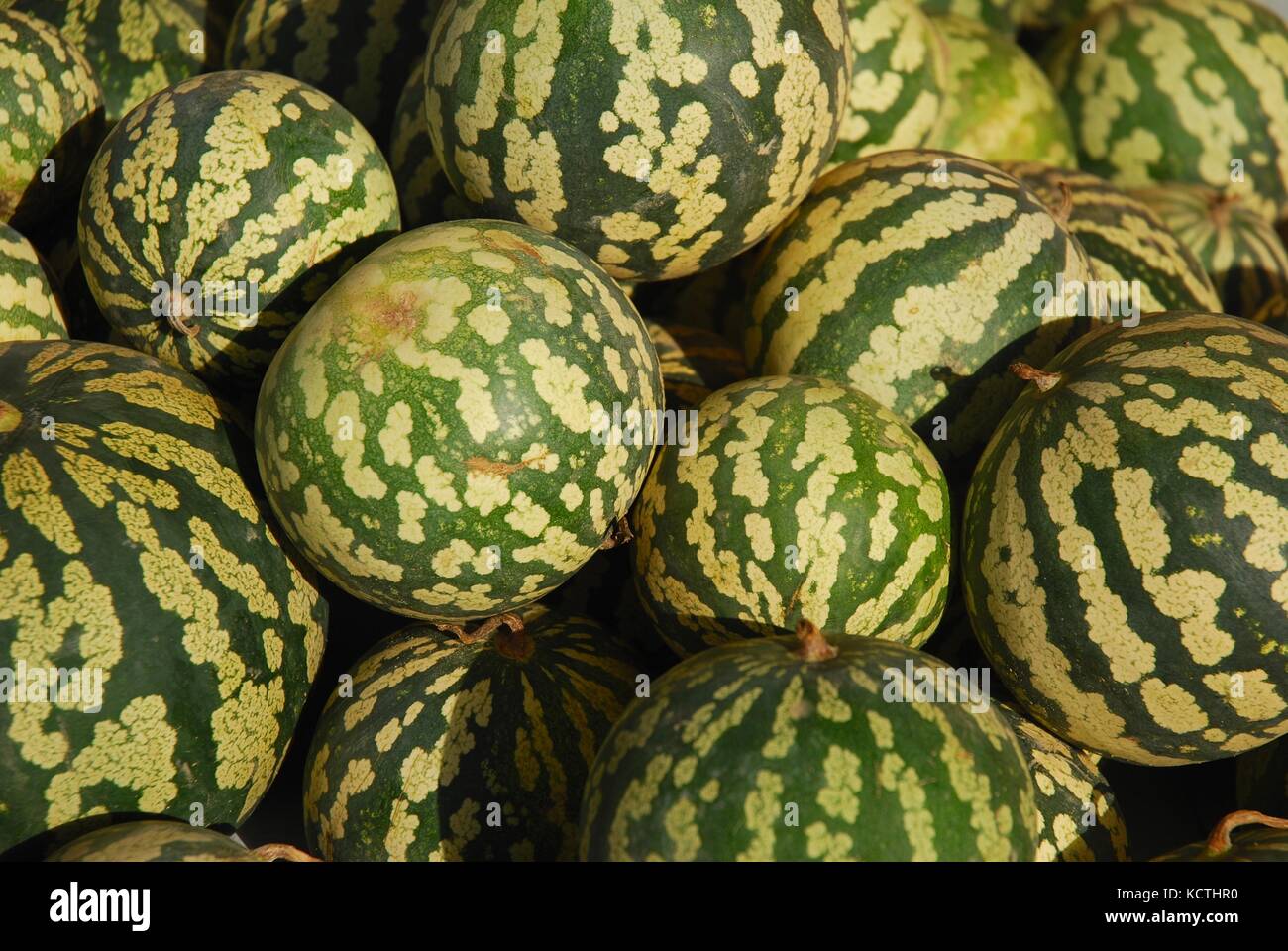 Fresh harvest of Citron Watermelon Stock Photo