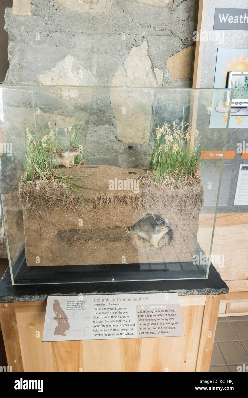 Animal exhibition inside the Logan Pass Visitor Center, Glacier NP Stock Photo