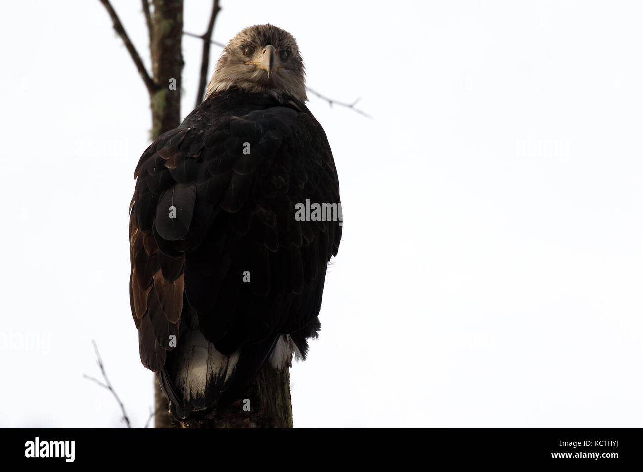 An approximately 4 year old bald eagle Stock Photo - Alamy