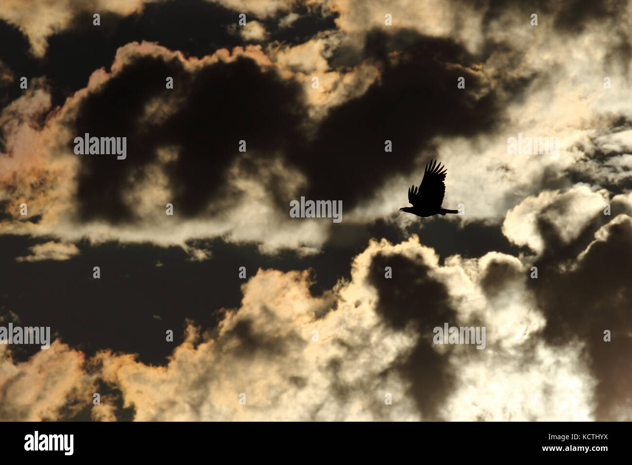 A bald eagle silhouette soaring in the clouds Stock Photo