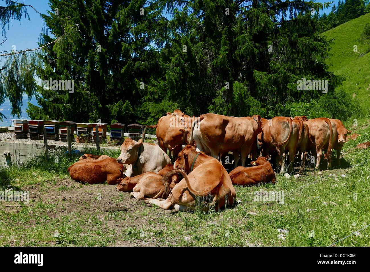 Swiss brown cows in midday sun Stock Photo - Alamy