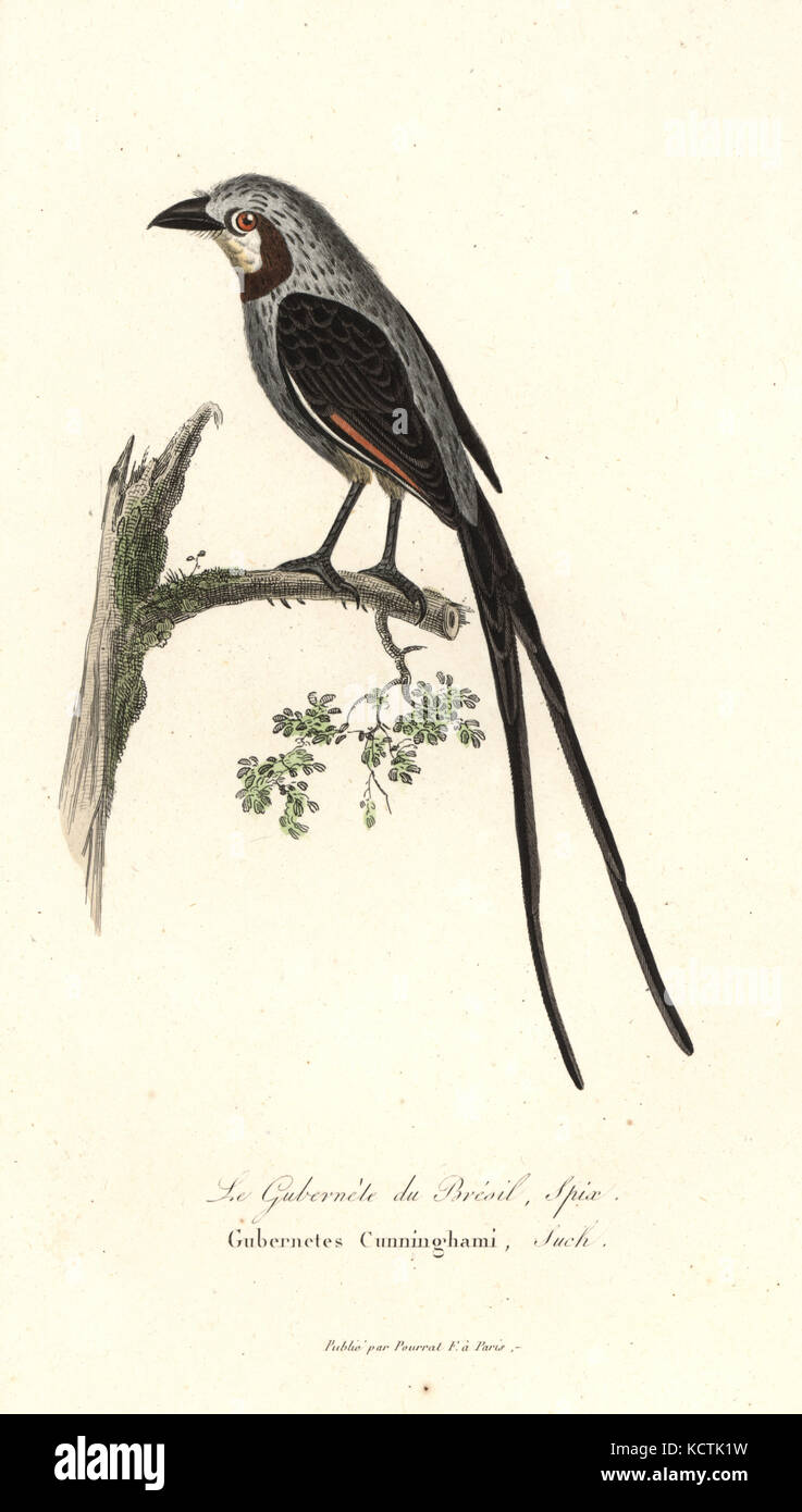 Streamer-tailed tyrant, Gubernetes yetapa (Gubernetes cunninghami). Handcoloured copperplate engraving from Rene Primevere Lesson's Complements de Buffon, Pourrat Freres, Paris, 1838. Stock Photo