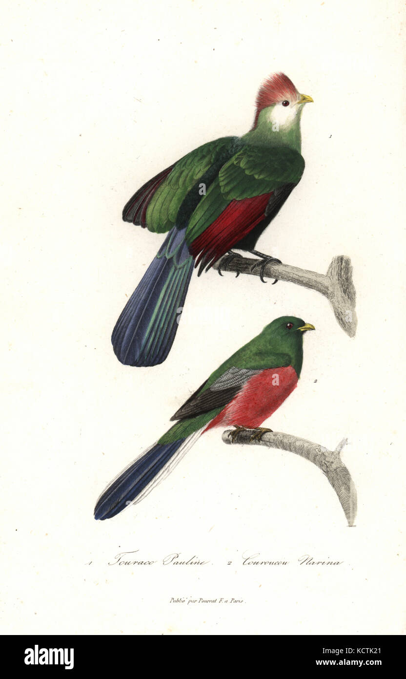 Red-crested turaco, Tauraco erythrolophus, and Narina trogon, Apaloderma narina (Trogon narina). Handcoloured copperplate engraving from Rene Primevere Lesson's Complements de Buffon, Pourrat Freres, Paris, 1838. Stock Photo