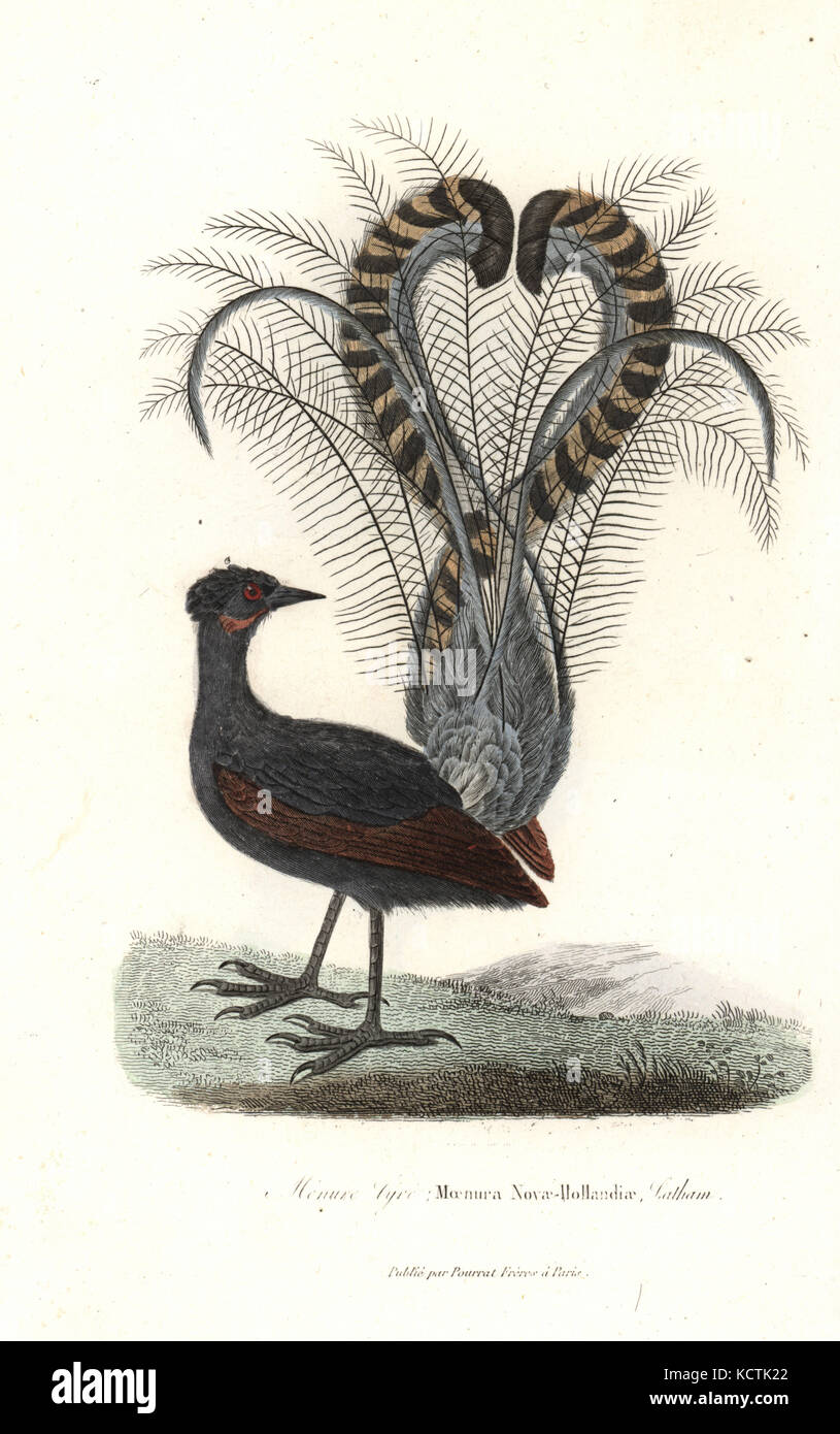 Superb lyrebird, Menura novaehollandiae. Handcoloured copperplate engraving from Rene Primevere Lesson's Complements de Buffon, Pourrat Freres, Paris, 1838. Stock Photo