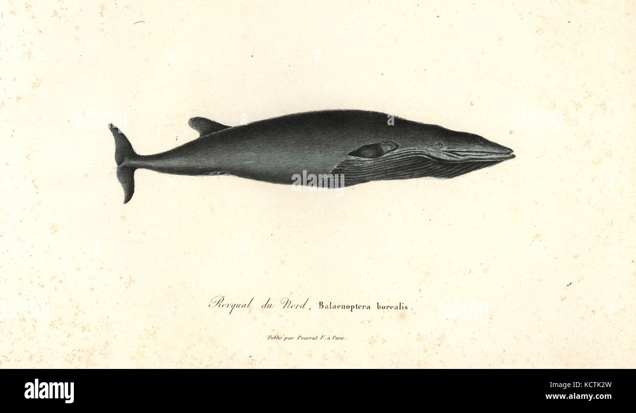 Sei whale, Balaenoptera borealis. Endangered. Handcoloured copperplate engraving from Rene Primevere Lesson's Complements de Buffon, Pourrat Freres, Paris, 1838. Stock Photo