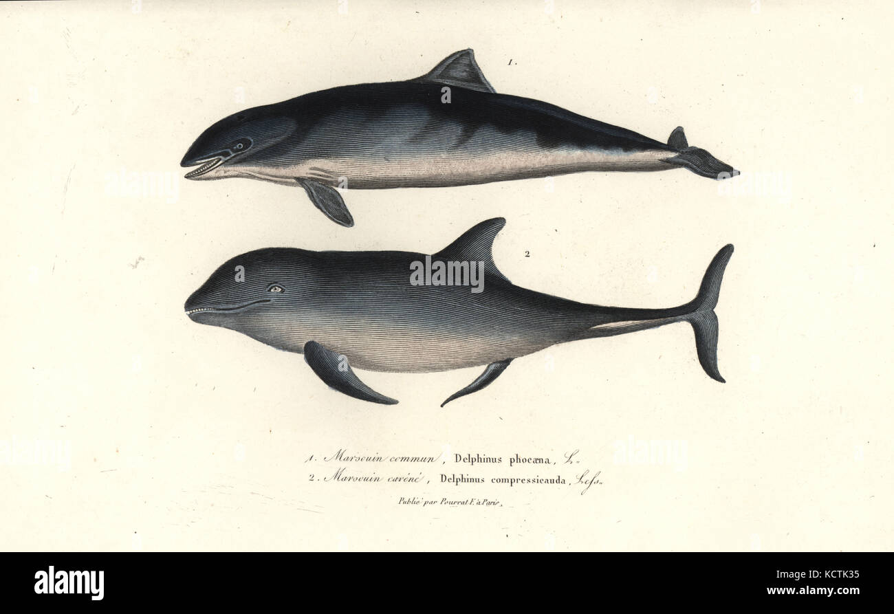 Harbour porpoise, Phocoena phocoena, and common bottlenose dolphin ...