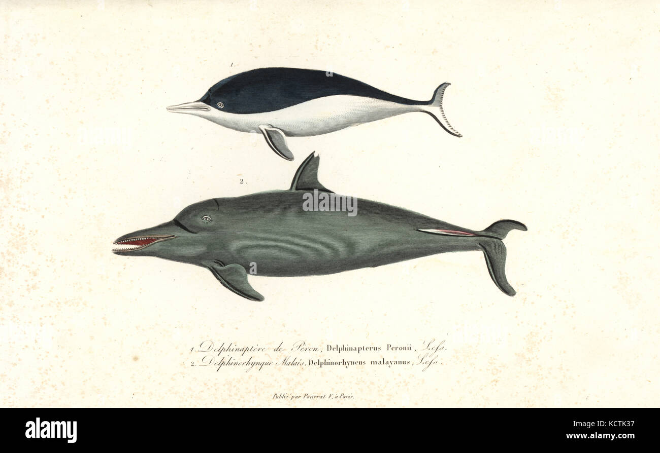 Southern right whale dolphin, Lissodelphis peronii, and pantropical spotted dolphin, Stenella attenuata. Handcoloured copperplate engraving from Rene Primevere Lesson's Complements de Buffon, Pourrat Freres, Paris, 1838. Stock Photo