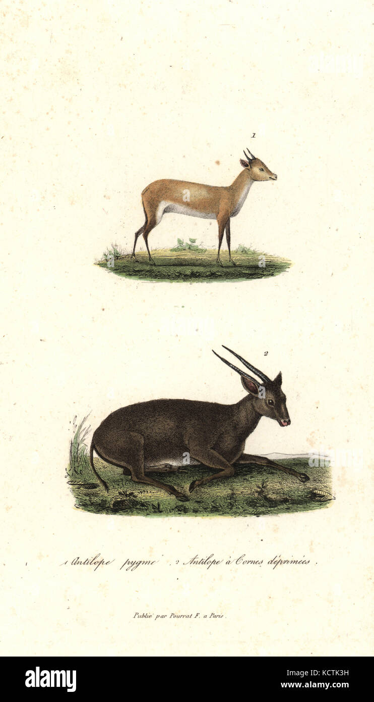 Bates's pygmy antelope, Neotragus batesi, and anoa or midget buffalo