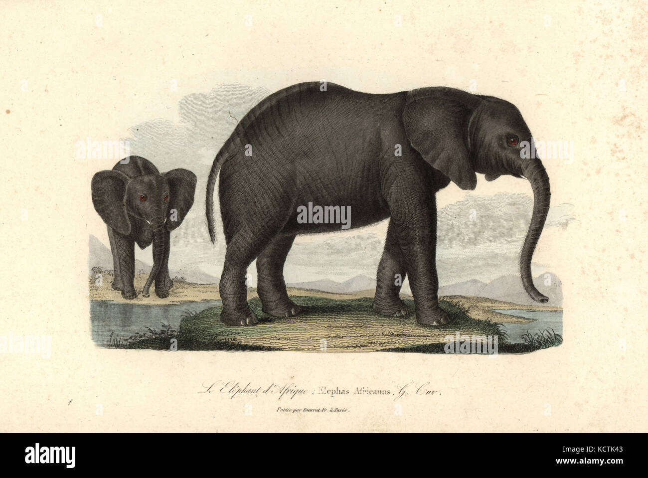 African bush elephant, Loxodonta africana. Handcoloured copperplate engraving from Rene Primevere Lesson's Complements de Buffon, Pourrat Freres, Paris, 1838. Stock Photo