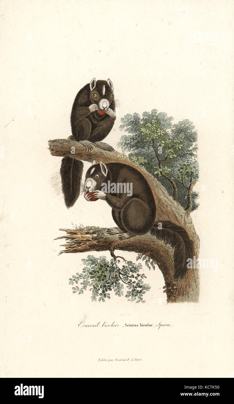 Black giant squirrel or Malayan giant squirrel, Ratufa bicolor (Sciurus bicolor). Handcoloured copperplate engraving from Rene Primevere Lesson's Complements de Buffon, Pourrat Freres, Paris, 1838. Stock Photo