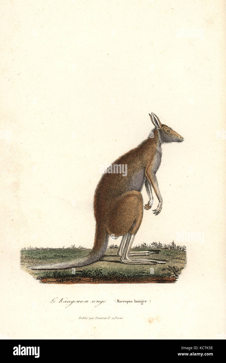 Red kangaroo, Macropus rufus (Macropus laniger). Handcoloured copperplate engraving from Rene Primevere Lesson's Complements de Buffon, Pourrat Freres, Paris, 1838. Stock Photo
