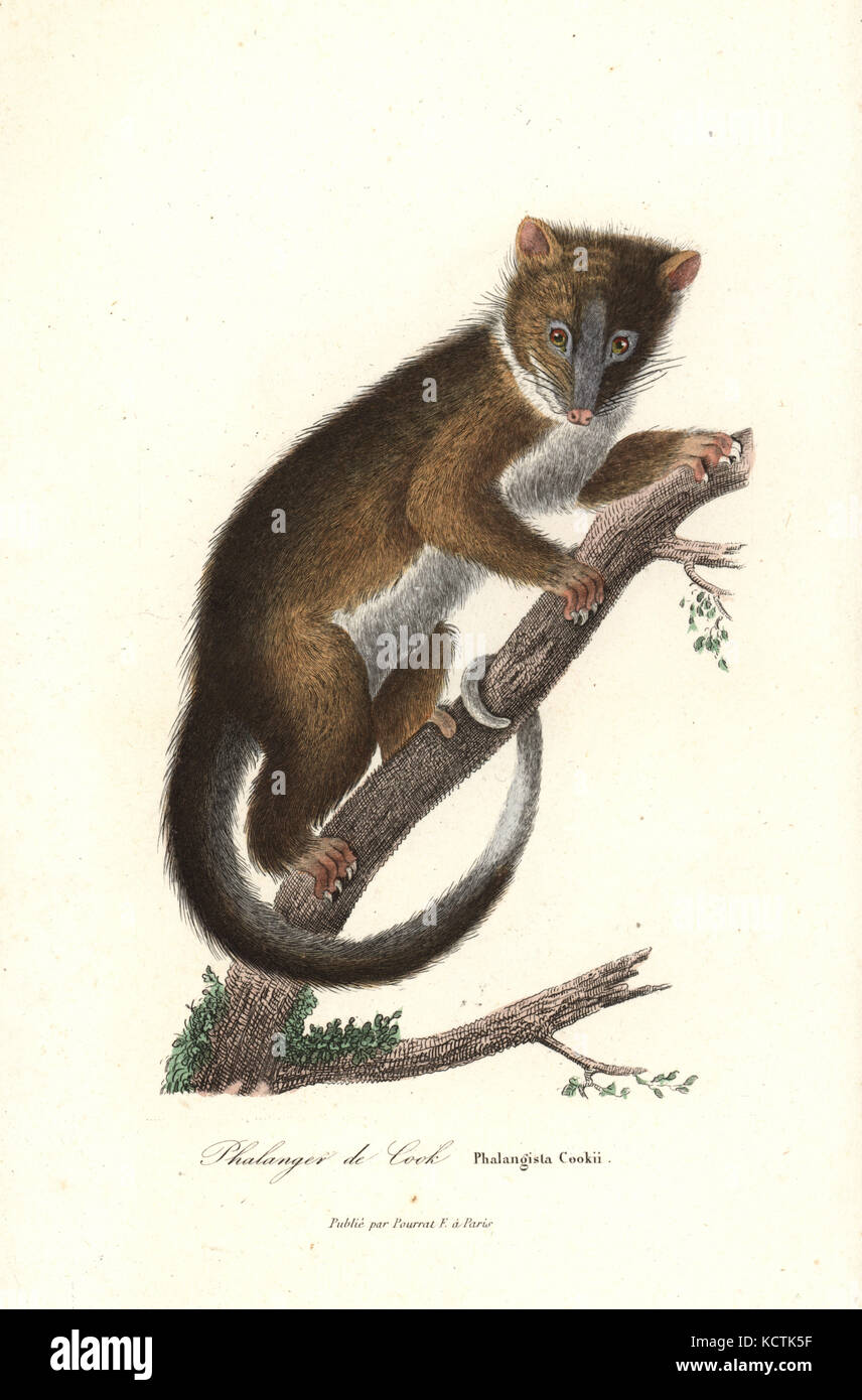 Eastern ring-tailed possum, Pseudocheirus peregrinus (Phalangista cookii). Handcoloured copperplate engraving from Rene Primevere Lesson's Complements de Buffon, Pourrat Freres, Paris, 1838. Stock Photo