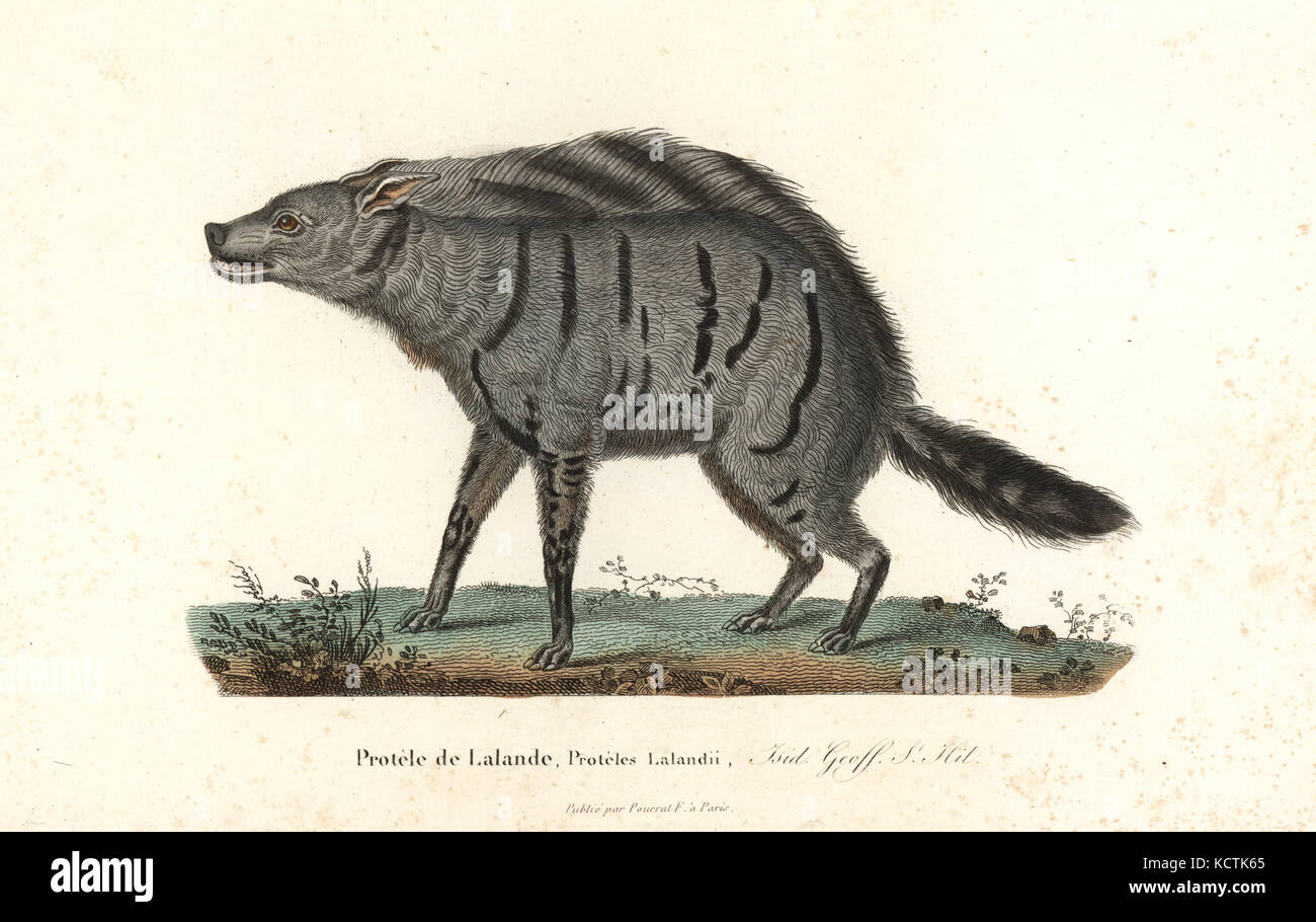 Aardwolf, Proteles cristata (Proteles lalandii). Handcoloured ...