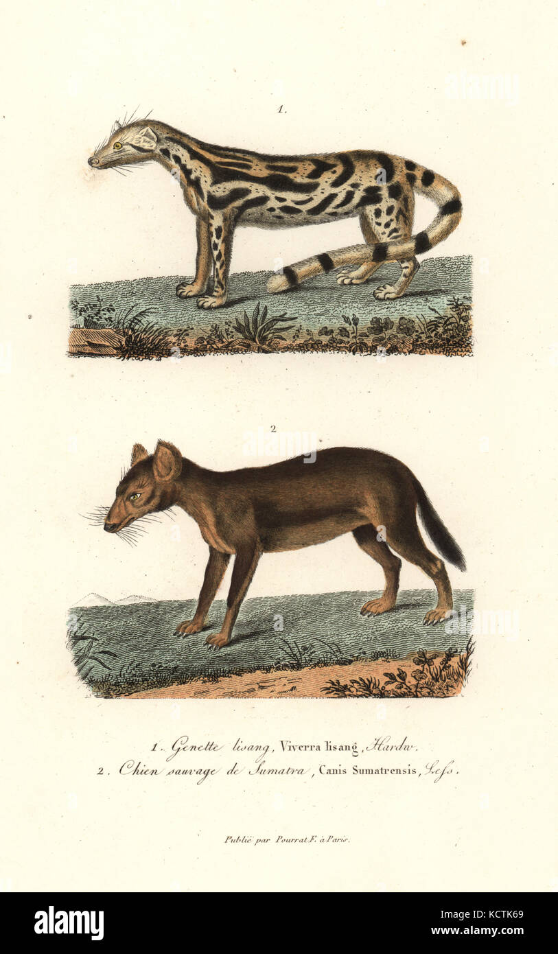 East Indian linsang, Prionodon linsang gracilis, and wild dog or dhole, Cuon alpinus (endangered). Handcoloured copperplate engraving from Rene Primevere Lesson's Complements de Buffon, Pourrat Freres, Paris, 1838. Stock Photo