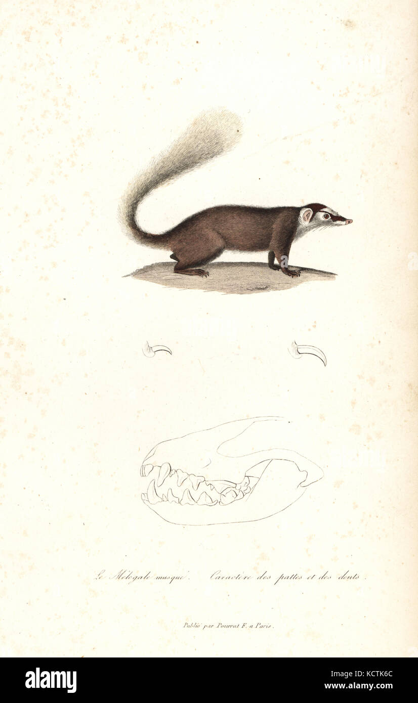 Chinese ferret-badger, Melogale moschata. Handcoloured copperplate engraving from Rene Primevere Lesson's Complements de Buffon, Pourrat Freres, Paris, 1838. Stock Photo