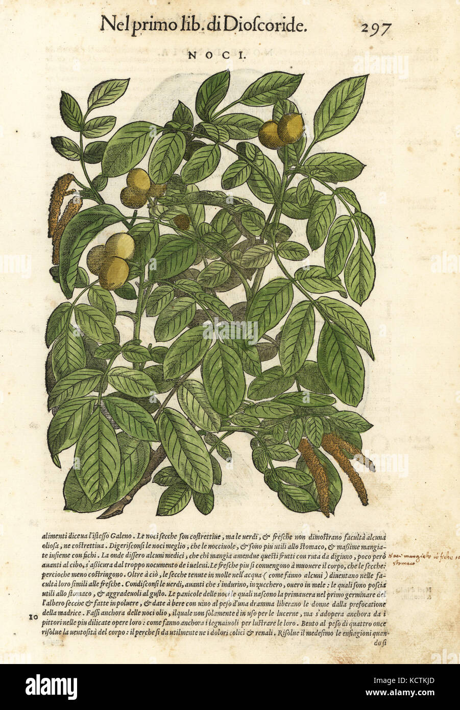 Walnut tree, Juglans major. Handcoloured woodblock print by Wolfgang Meyerpick after an illustration by Giorgio Liberale from Pietro Andrea Mattioli's Discorsi di P.A. Matthioli ne i sei libri della Materia Medicinale di Pedacio Dioscoride Anazarbeo (Commentary on the Materia Medica of Dioscorides), Vincenzo Valgrisi, Venice, 1568. Stock Photo