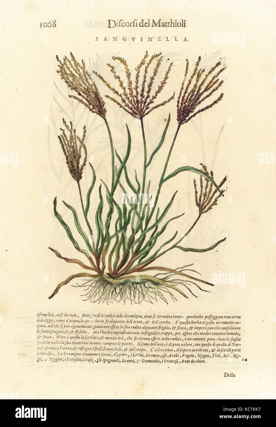 Fonio grass, Digitaria sanguinalis. SANGVINELLA. Handcoloured woodblock print by Wolfgang Meyerpick after an illustration by Giorgio Liberale from Pietro Andrea Mattioli's Discorsi di P.A. Matthioli ne i sei libri della Materia Medicinale di Pedacio Dioscoride Anazarbeo (Commentary on the Materia Medica of Dioscorides), Vincenzo Valgrisi, Venice, 1568. Stock Photo