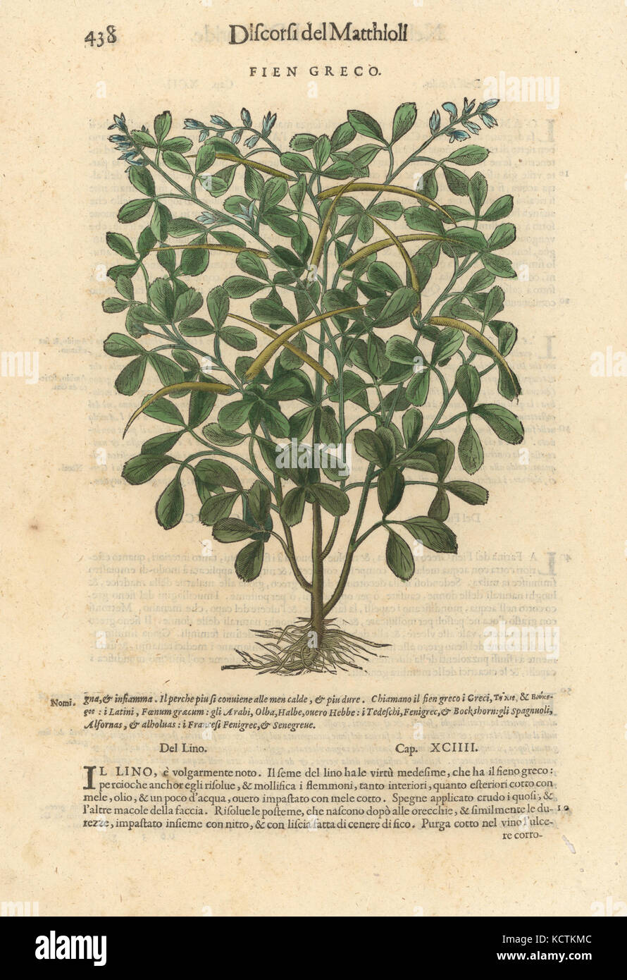 Fenugreek, Trigonella foenum-graecum. Handcoloured woodblock print by Wolfgang Meyerpick after an illustration by Giorgio Liberale from Pietro Andrea Mattioli's Discorsi di P.A. Matthioli ne i sei libri della Materia Medicinale di Pedacio Dioscoride Anazarbeo (Commentary on the Materia Medica of Dioscorides), Vincenzo Valgrisi, Venice, 1568. Stock Photo