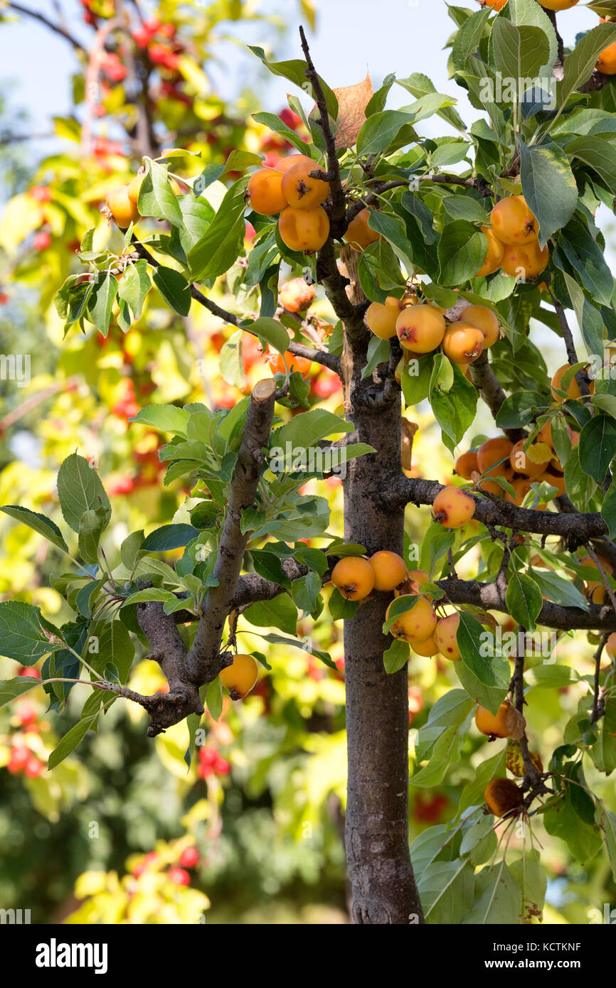 ripe and sweet fruit .Loquat Mediar Stock Photo