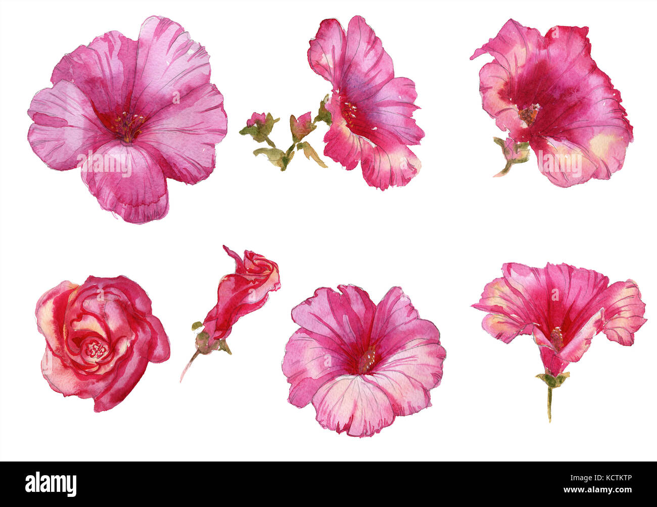 Lavatera nice pink flowers summer, spring hand drawn watercolor pattern Stock Photo