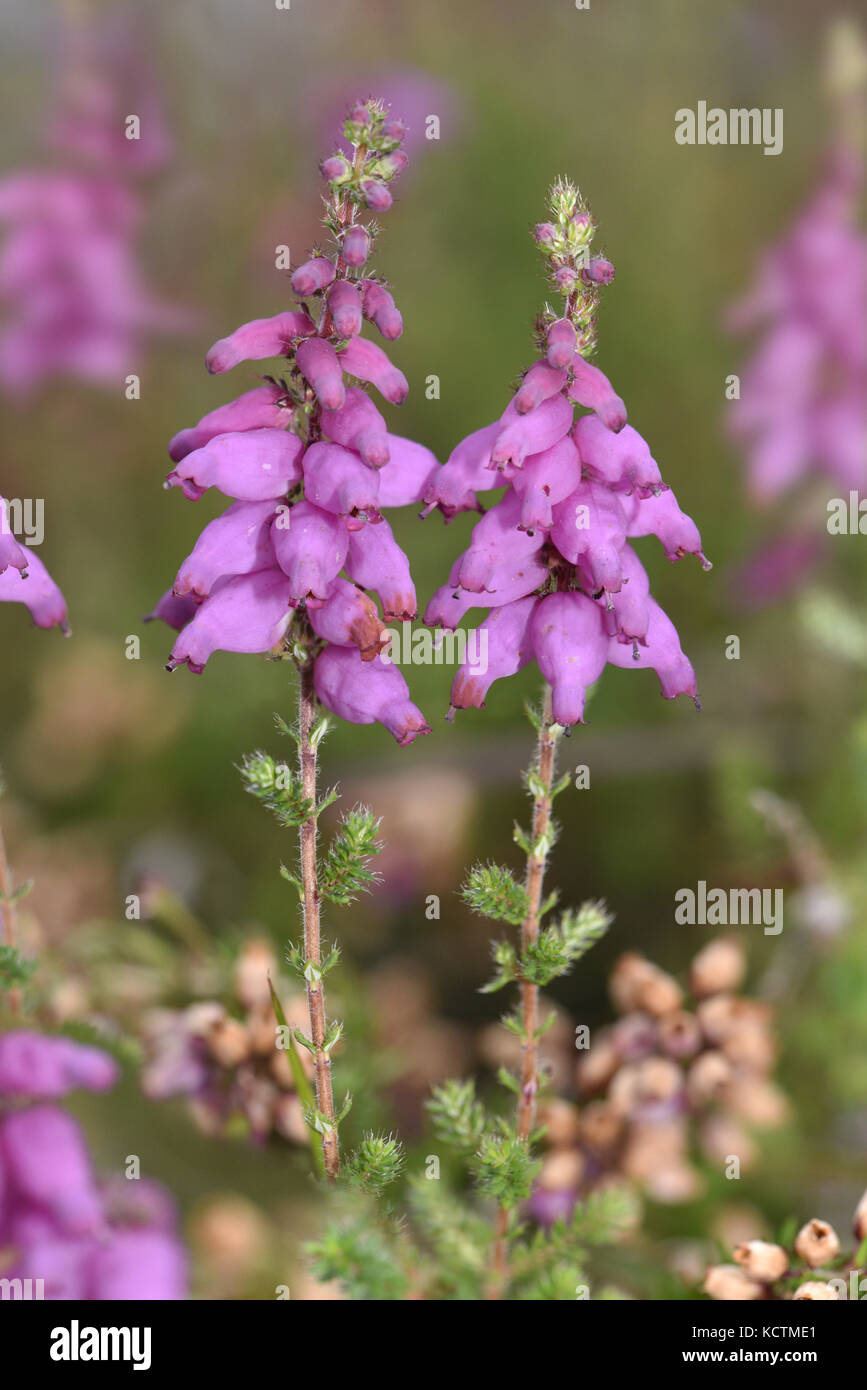 Dorset Heath - Erica ciliaris Stock Photo