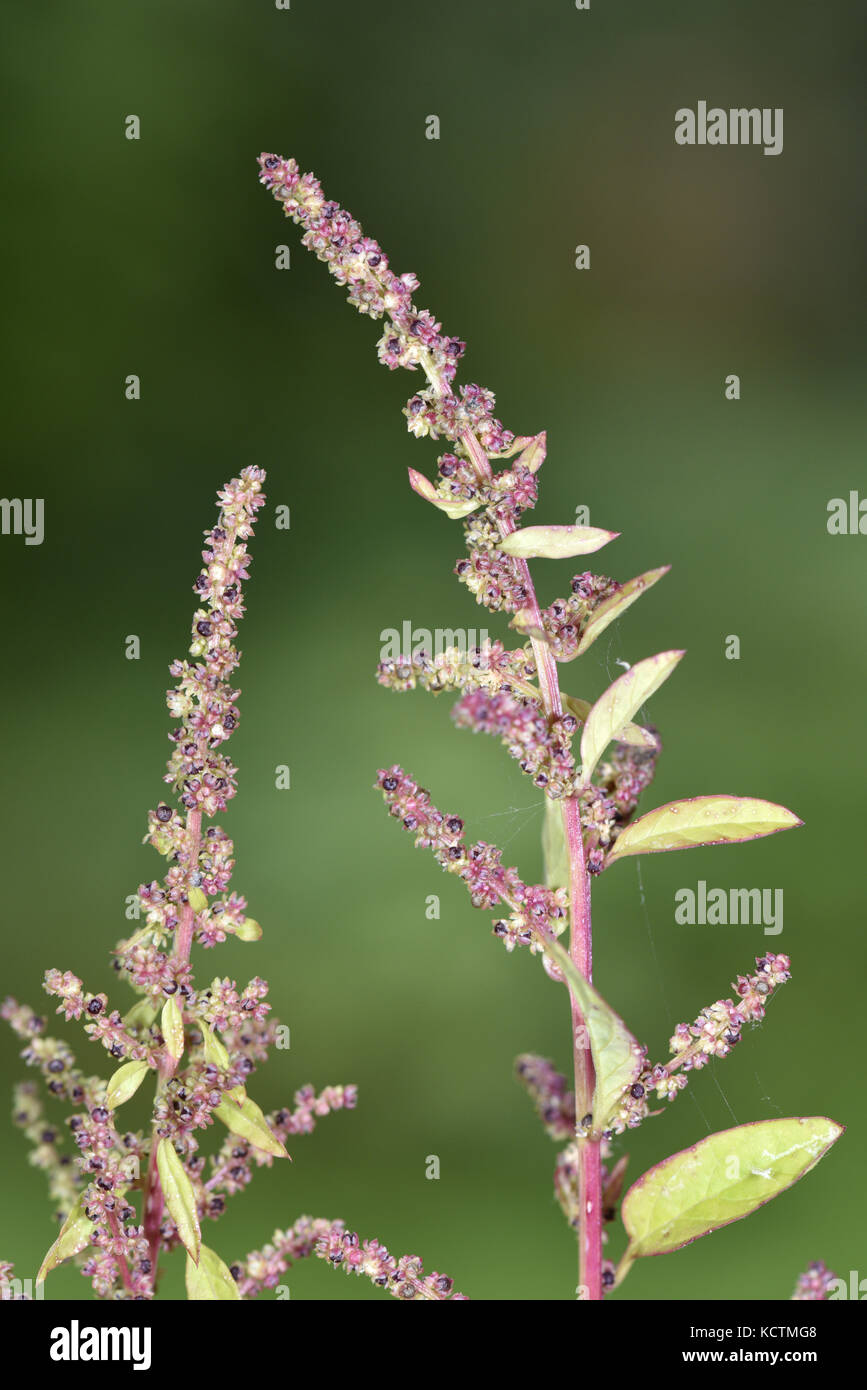 Many-seeded Goosefoot - Chenopodium polyspermum Stock Photo