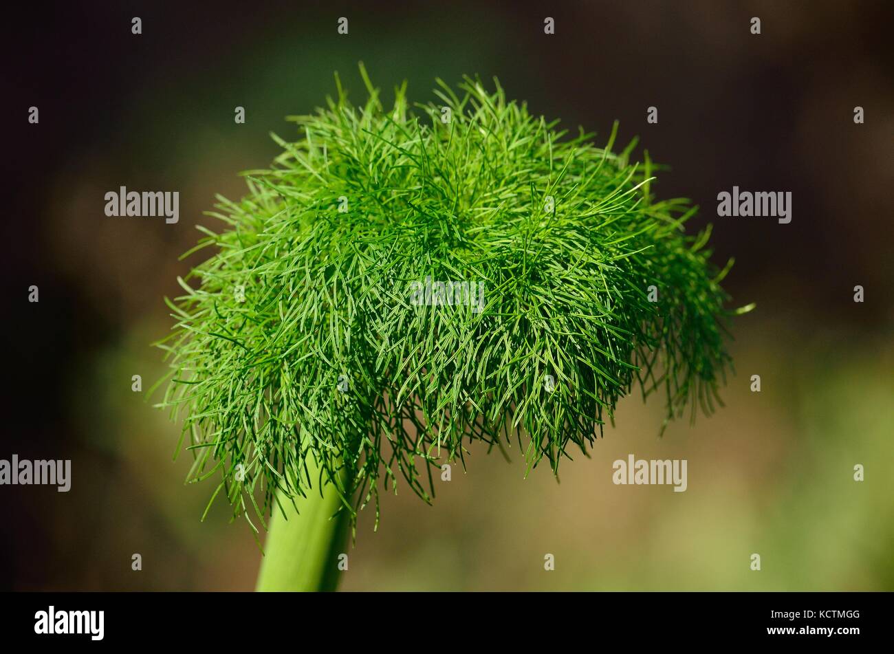 Floral head of fennel, aromatic wild plant, Foeniculum vulgare Stock