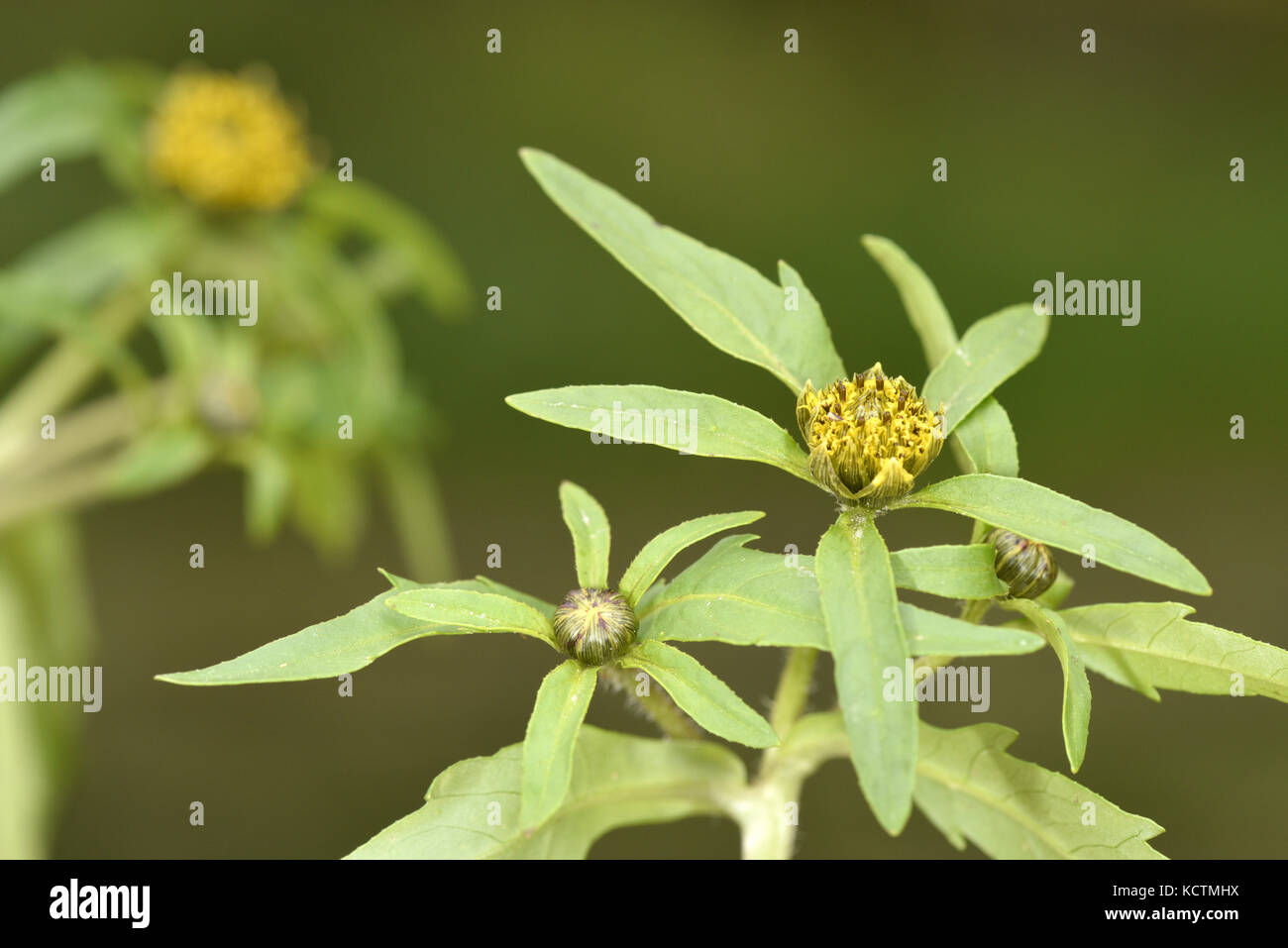 Nodding Bur-marigold - Bidens cernua Stock Photo