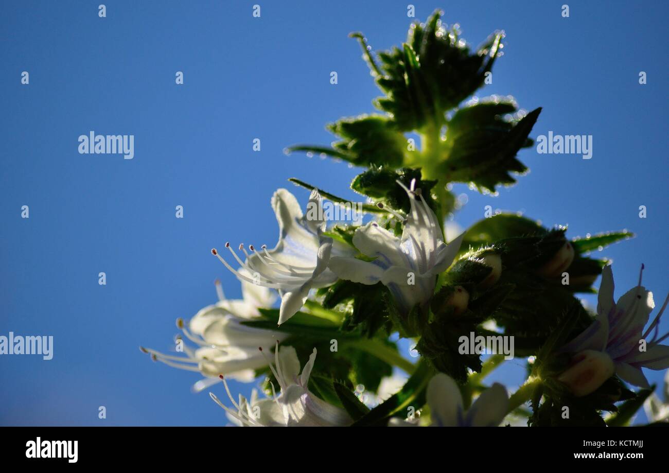 Echium flowers in foreground with vivid blue sky, Canary islands Stock Photo