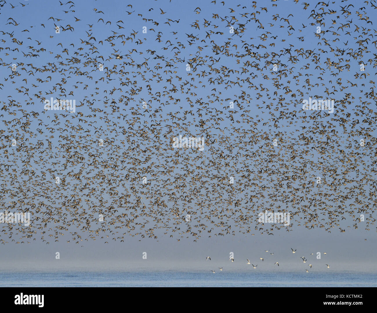 Knot - Calidris canutus - autumn flock in flight over Snettisham, Norfolk Stock Photo