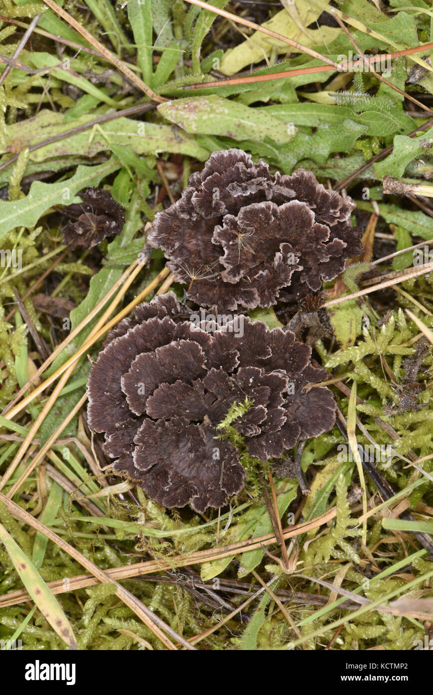 Earthfan - Thelephora terrestris Stock Photo