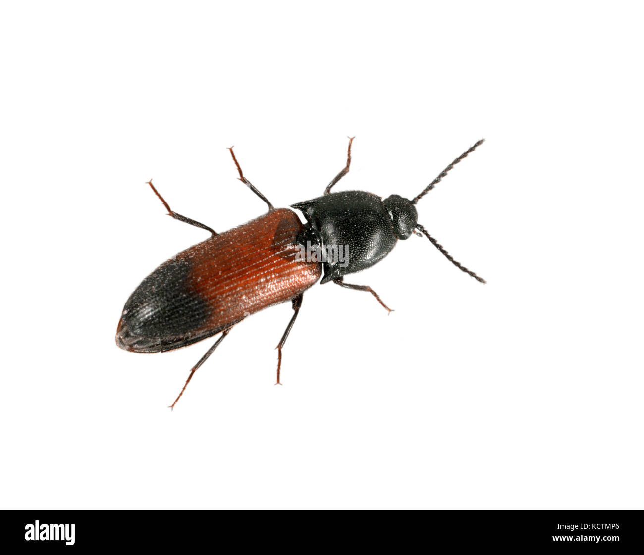 A click beetle - Ampedus balteatus Stock Photo