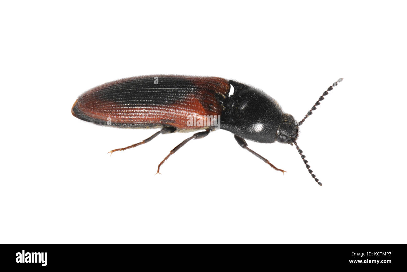 A click beetle - Ampedus sanguinolentus Stock Photo