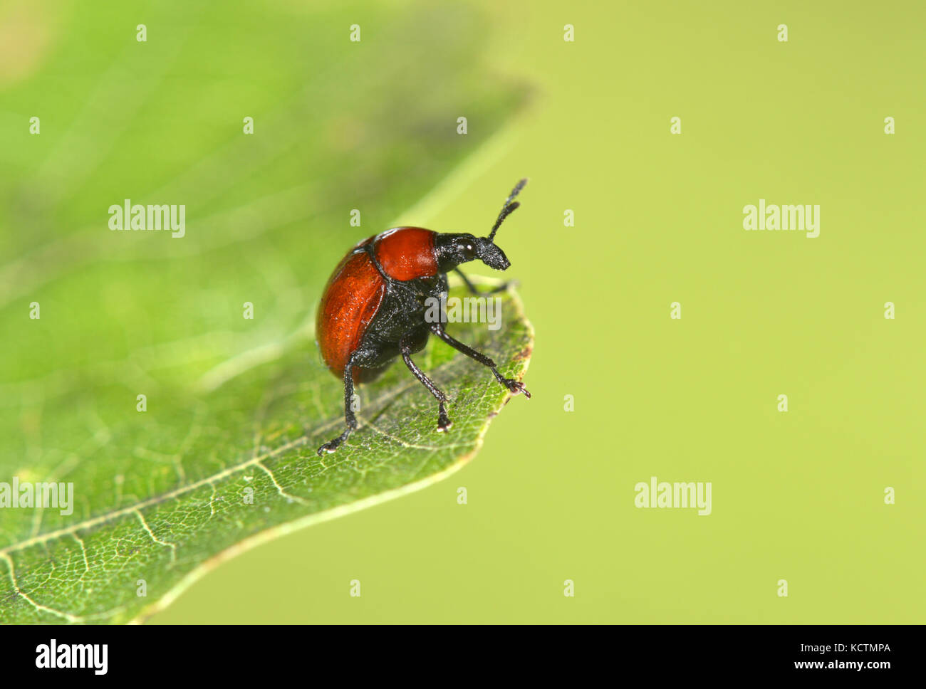 A weevil - Attelabus nitens Stock Photo