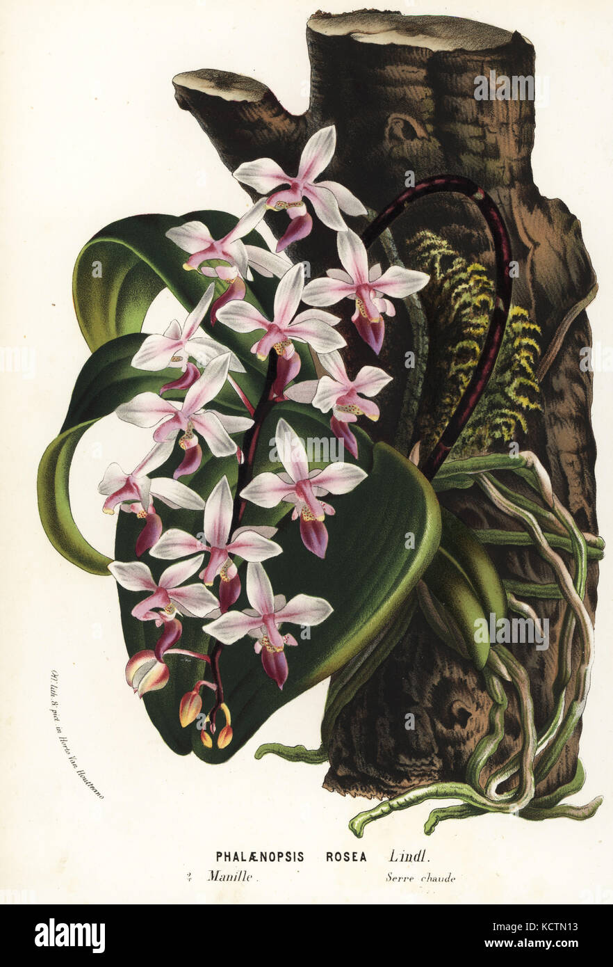 Phalaenopsis equestris var. rosea orchid (Phalaenopsis rosea). Handcoloured lithograph from Louis van Houtte and Charles Lemaire's Flowers of the Gardens and Hothouses of Europe, Flore des Serres et des Jardins de l'Europe, Ghent, Belgium, 1867-1868. Stock Photo