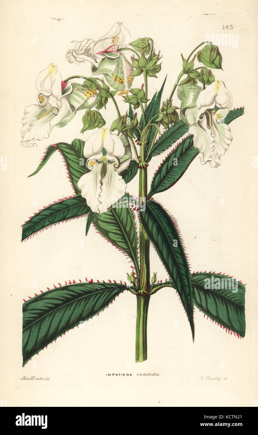 White Himalayan balsam, Impatiens glandulifera candida (White balsam, Impatiens candida). Handcoloured copperplate engraving by G. Barclay after Miss Sarah Drake from John Lindley and Robert Sweet's Ornamental Flower Garden and Shrubbery, G. Willis, London, 1854. Stock Photo