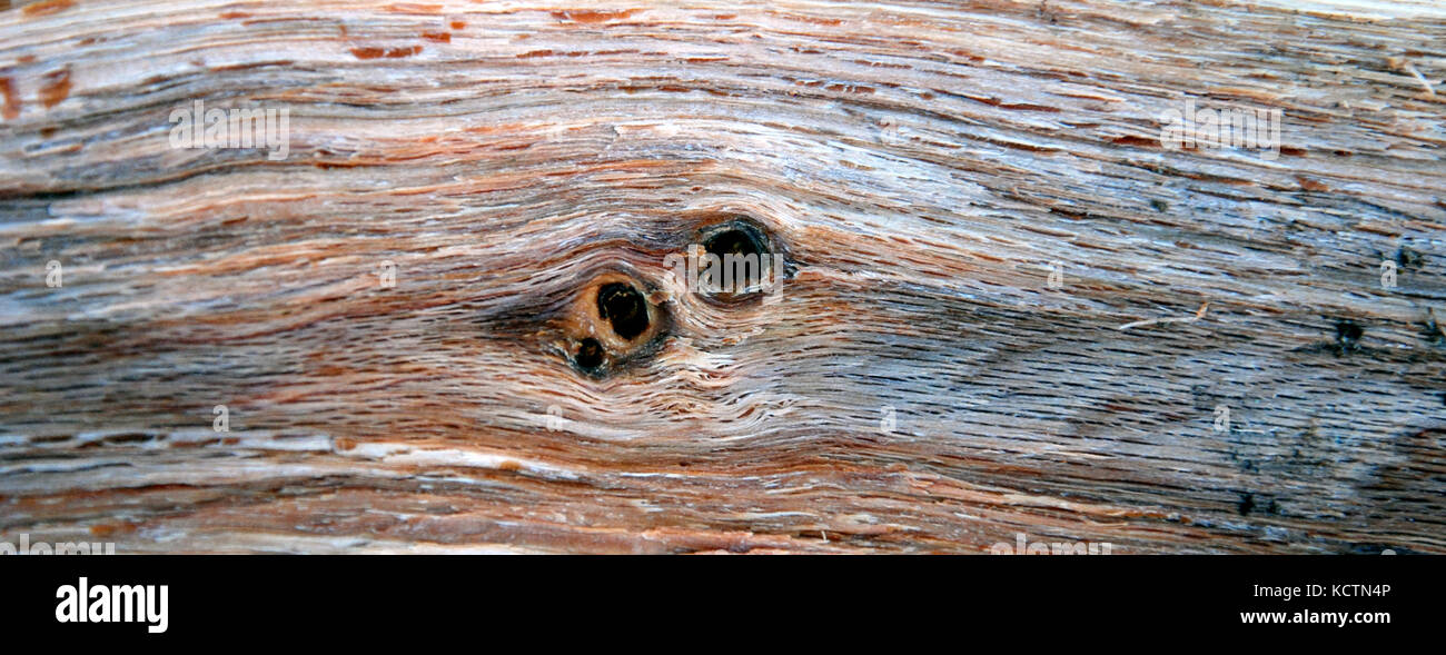 Wooden Background, texture of a tree trunk Stock Photo - Alamy