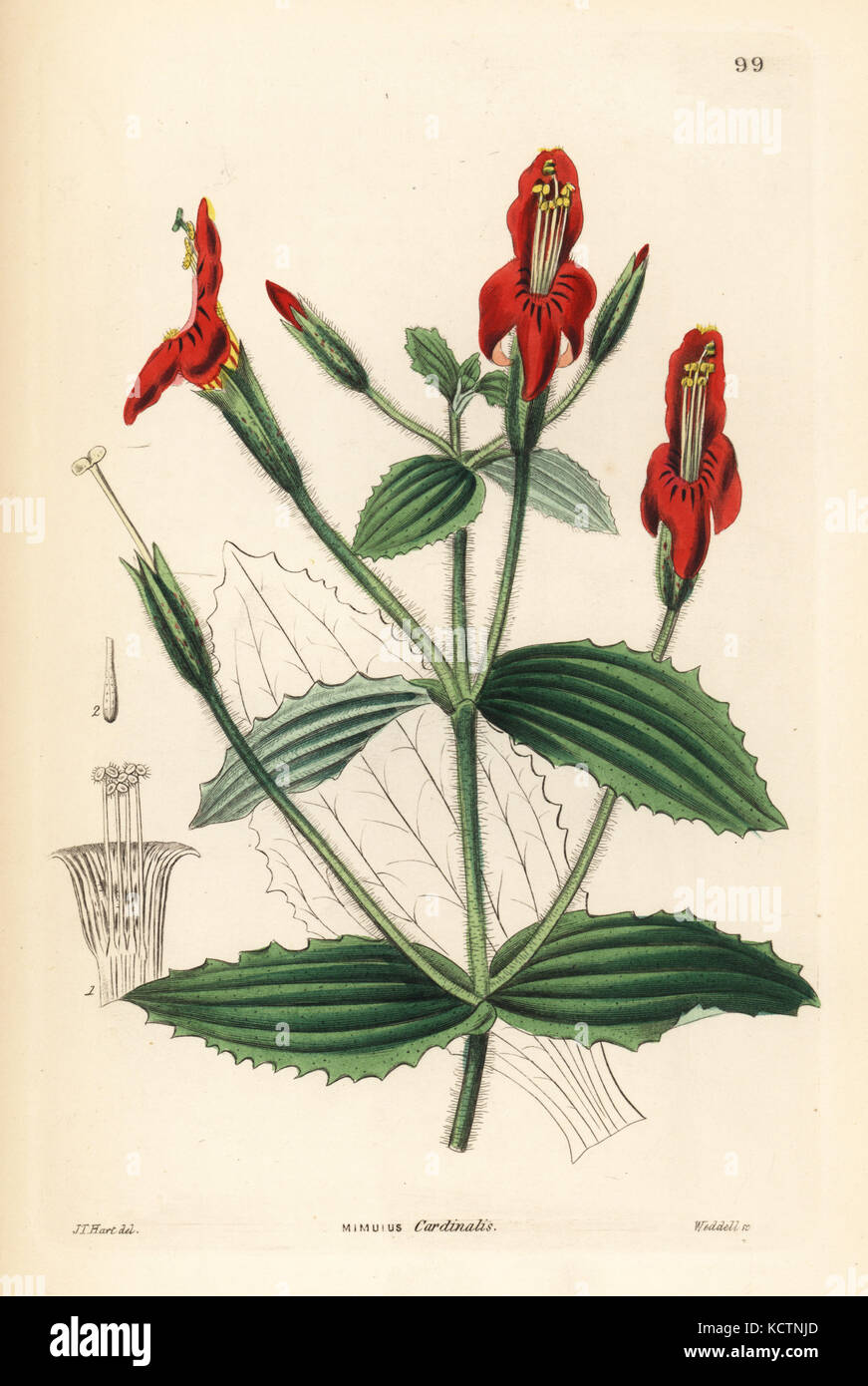 Scarlet monkey flower, Mimulus cardinalis. Handcoloured copperplate engraving by Weddell after J.T. Hart from John Lindley and Robert Sweet's Ornamental Flower Garden and Shrubbery, G. Willis, London, 1854. Stock Photo