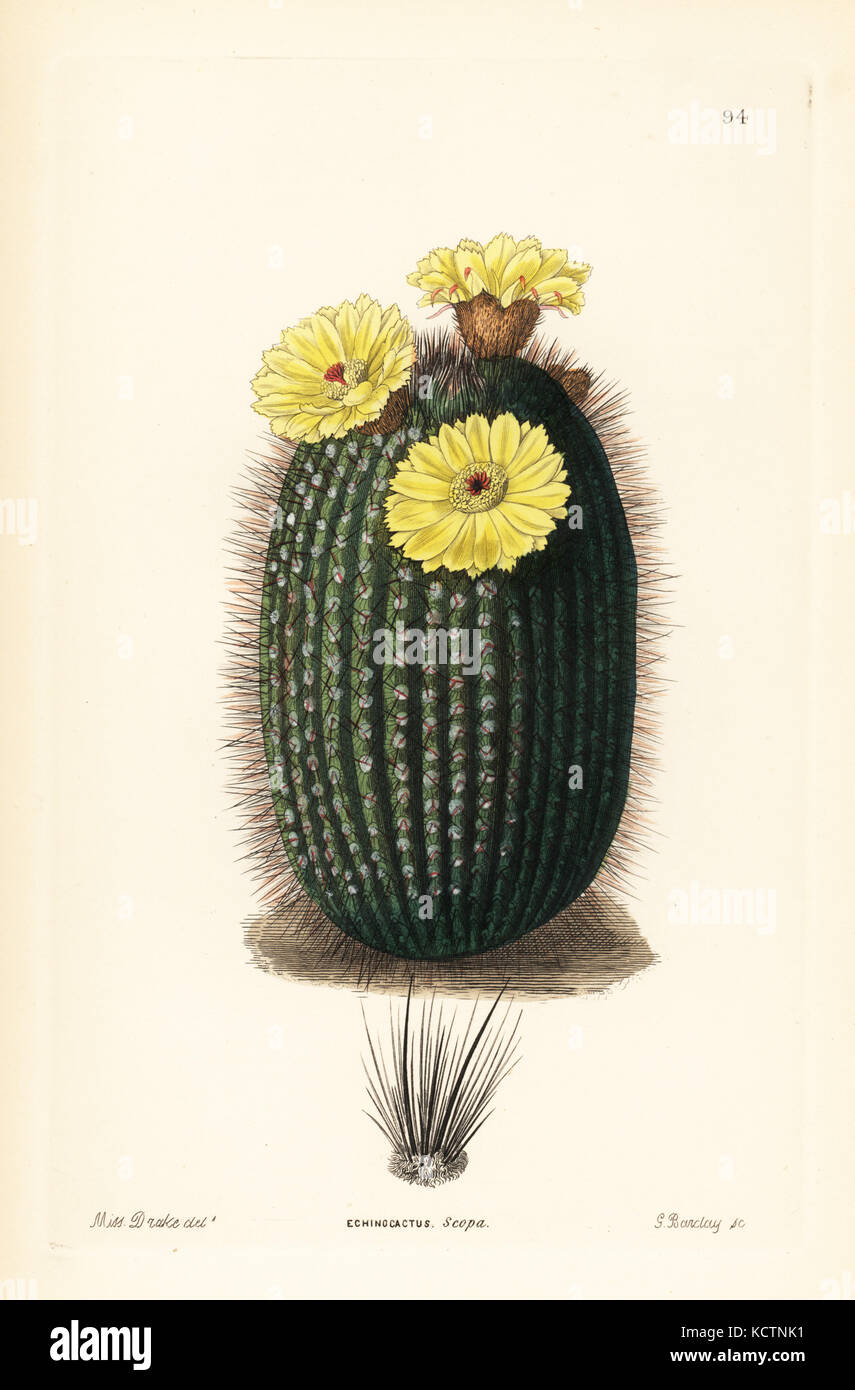 Silver ball cactus, Parodia scopa (Broom hedgehog cactus, Echinocactus scopa). Handcoloured copperplate engraving by G. Barclay after Miss Sarah Drake from John Lindley and Robert Sweet's Ornamental Flower Garden and Shrubbery, G. Willis, London, 1854. Stock Photo
