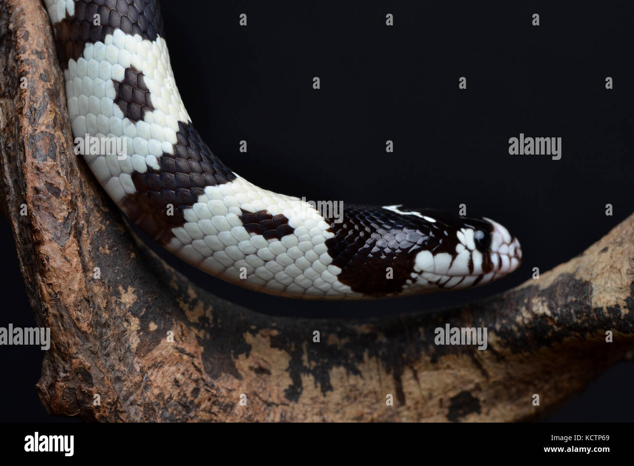 Californian Kingsnake (Lampropeltis getula californiae) on a tripod in a studio with a black background. Stock Photo