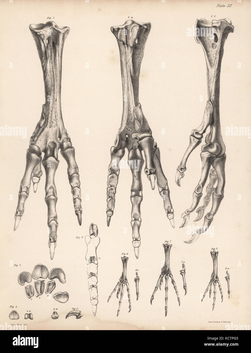 Metatarsus and toes of the dodo, Raphus cucullatus 1-5, foot of the yellow-footed green pigeon,Treron chlorigaster 6, stock dove, Columba oenas 7 and partridge pigeon, Geophaps smithii 8. Lithograph by Tuffen West rom Hugh Edwin Strickland and Alexander Gordon Melville's The Dodo and its Kindred, London, Reeve, Benham and Reeve, 1848. Stock Photo