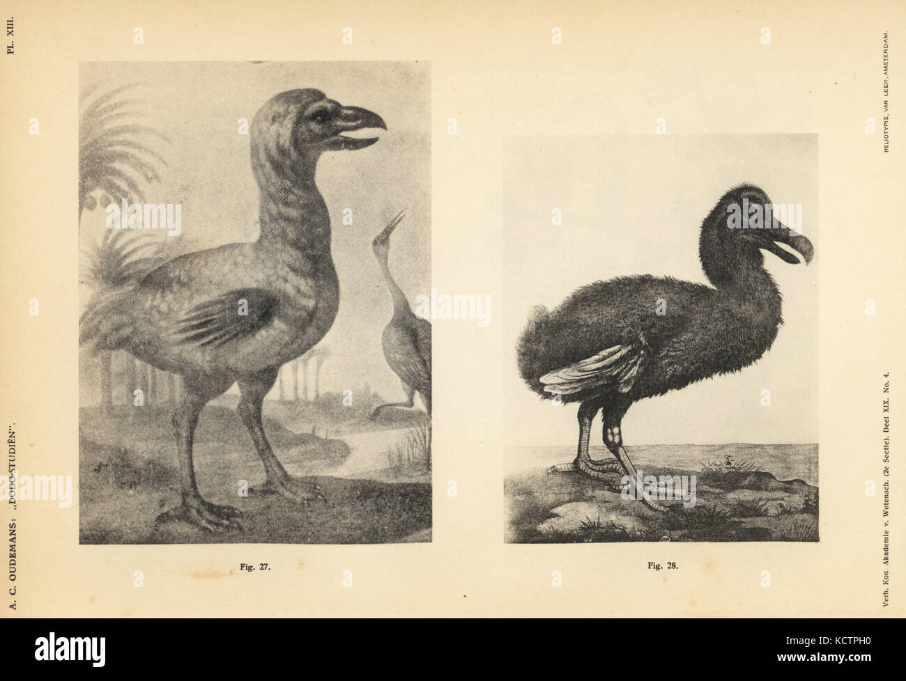 White dodo by Johann Walther, female, 1657 (27) and white dodo by Jacob Hoefnagel, young male, 1609 (28). Heliotype by Van Leer from Dr. Anthonie Cornelis Oudemans' Dodo Studies, Amsterdam, Johannes Muller, 1917. Stock Photo