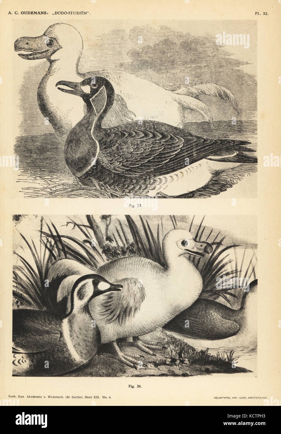White dodo I by Pieter Withoos, female, Illustrated London News, 1856 (23) and white dodo II by Pieter Withoos, female, Transactions of the Zoological Society of London, 1863 (24). Heliotype by Van Leer from Dr. Anthonie Cornelis Oudemans' Dodo Studies, Amsterdam, Johannes Muller, 1917. Stock Photo