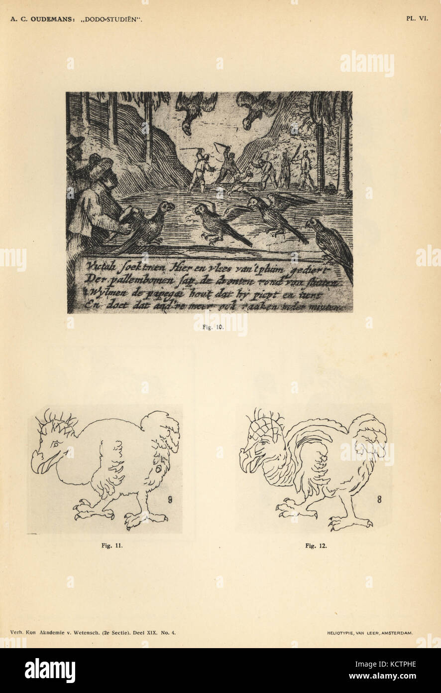 Dodos and parrots hunted in Mauritius 1602 from Willem van West-Zanen’s Journal, and copies of Salomon Savery's white dodo by Abraham and Jan de Wees, 1651 and Gillis Joosten Saeghman, 1665. Heliotype by Van Leer from Dr. Anthonie Cornelis Oudemans' Dodo Studies, Amsterdam, Johannes Muller, 1917. Stock Photo