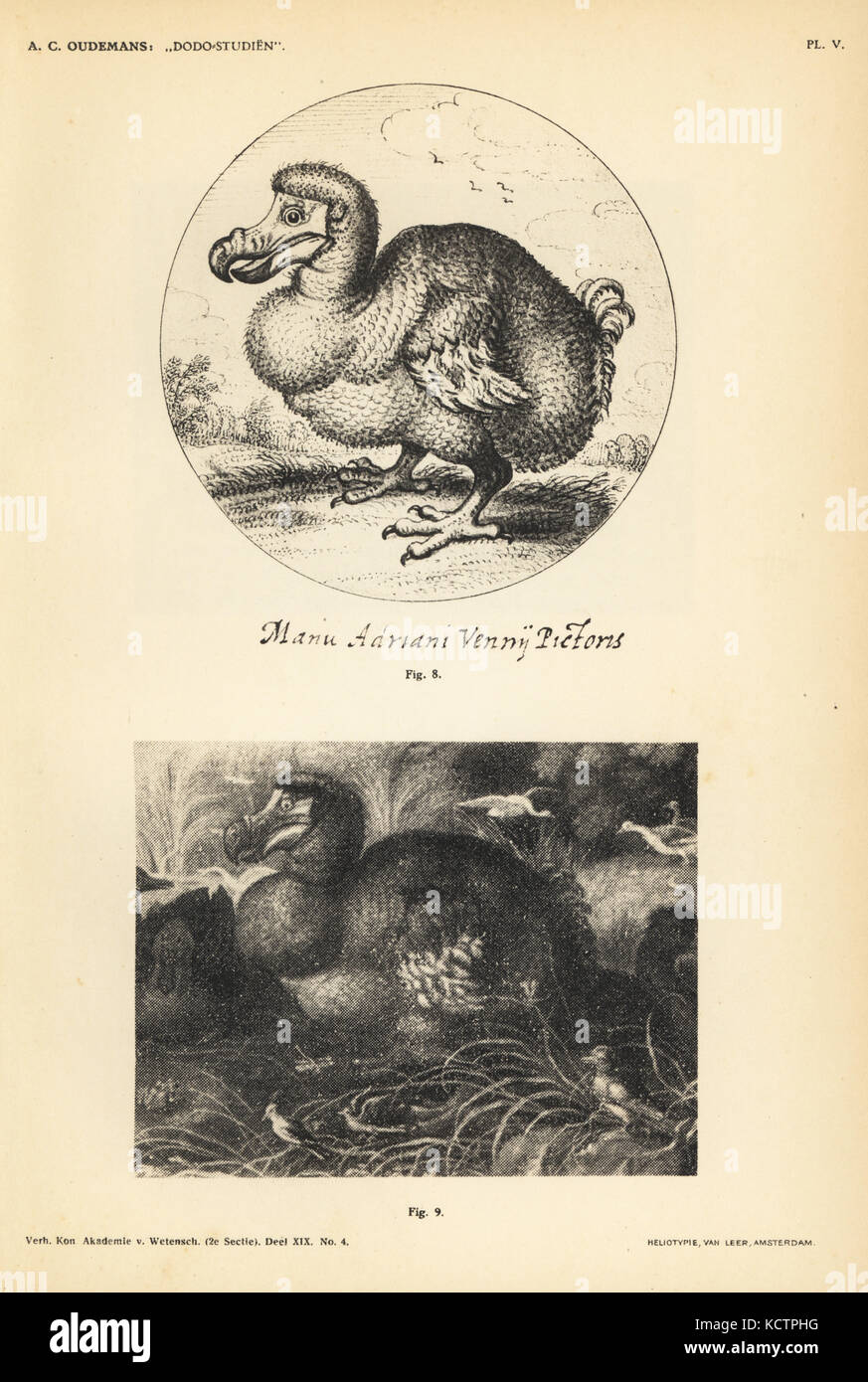 Dodo by Adriaen van de Venne, male, 1626 (8) and dodo by Gillis de Hondecoeter (Honderkoeter), male, 1626 (9). Heliotype by Van Leer from Dr. Anthonie Cornelis Oudemans' Dodo Studies, Amsterdam, Johannes Muller, 1917. Stock Photo