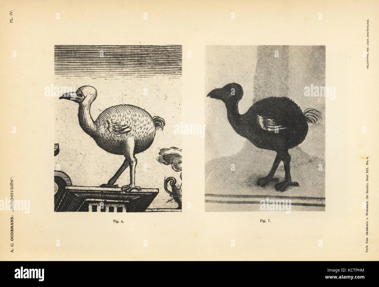 Dodo of Iohan Theodor and Iohan Israel de Bry, female, 1601, and copy in the Florence Codex, female, circa 1703. Heliotype by Van Leer from Dr. Anthonie Cornelis Oudemans' Dodo Studies, Amsterdam, Johannes Muller, 1917. Stock Photo
